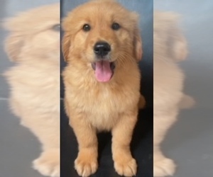 Medium Golden Retriever