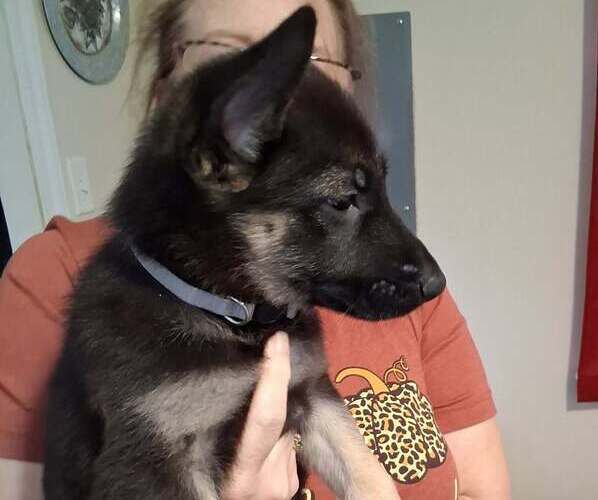 Medium Photo #1 German Shepherd Dog Puppy For Sale in TARBORO, NC, USA