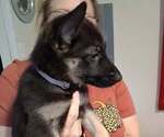 Puppy Gray collar German Shepherd Dog