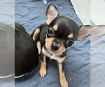 Baby Girl - Female Chihuahua Puppy for Sale - Photo #14