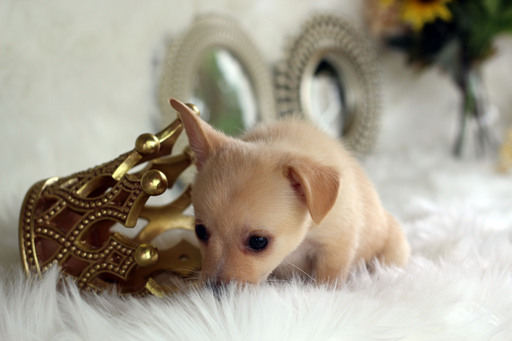 Medium Photo #11 Chihuahua Puppy For Sale in HOUSTON, TX, USA