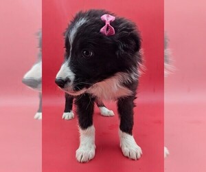 Border Collie Puppy for sale in GOSHEN, IN, USA