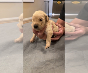 Medium Golden Retriever