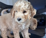 Small Photo #9 Goldendoodle Puppy For Sale in DAWSONVILLE, GA, USA
