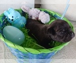 Small Photo #14 Buggs Puppy For Sale in WEST PLAINS, MO, USA