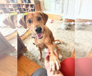 Moose McDougal - Male Labrador Retriever Dog for Adoption - Photo #2