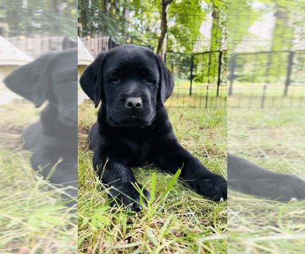 Medium Photo #9 Labrador Retriever Puppy For Sale in LOUISBURG, NC, USA