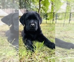 Small #8 Labrador Retriever