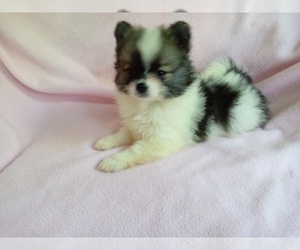 Pomeranian Puppy for sale in LAUREL, MS, USA