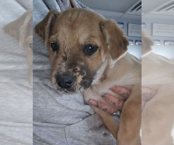 Medium Photo #2 Australian Shepherd-Unknown Mix Puppy For Sale in Aurora, CO, USA