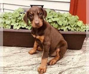Doberman Pinscher Puppy for Sale in ALPENA, Michigan USA