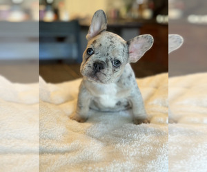 French Bulldog Puppy for sale in LINCOLN, CA, USA