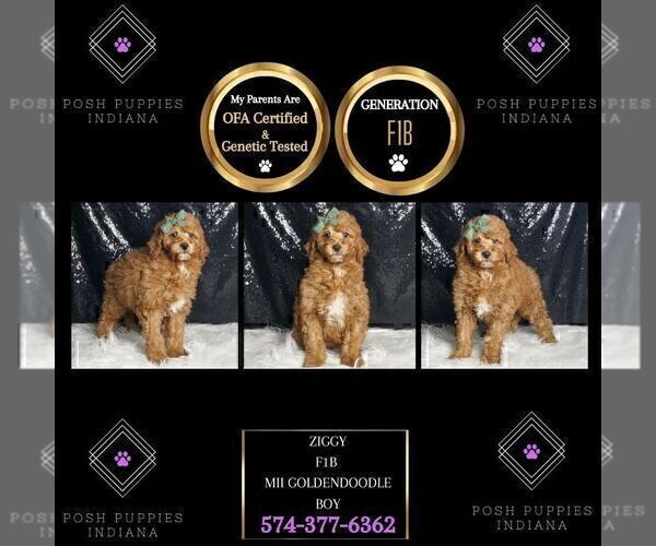 Medium Photo #125 Goldendoodle (Miniature) Puppy For Sale in WARSAW, IN, USA