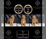 Small #1 Goldendoodle (Miniature)