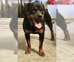 Small #52 Rottweiler