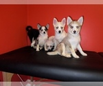 Small Photo #1 Pomsky Puppy For Sale in DETROIT, MI, USA