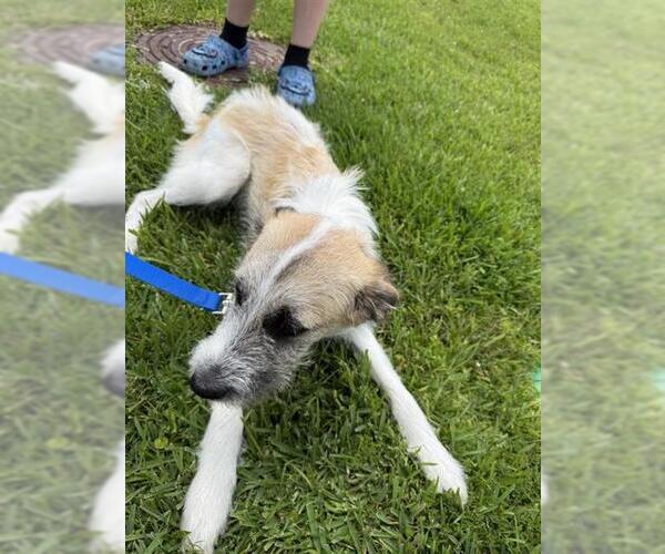 Medium Photo #1 Parson Russell Terrier Puppy For Sale in Houston, TX, USA