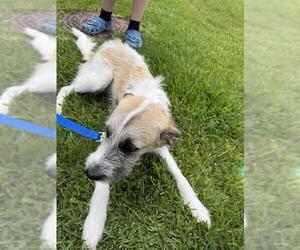 Parson Russell Terrier Dogs for adoption in Houston, TX, USA