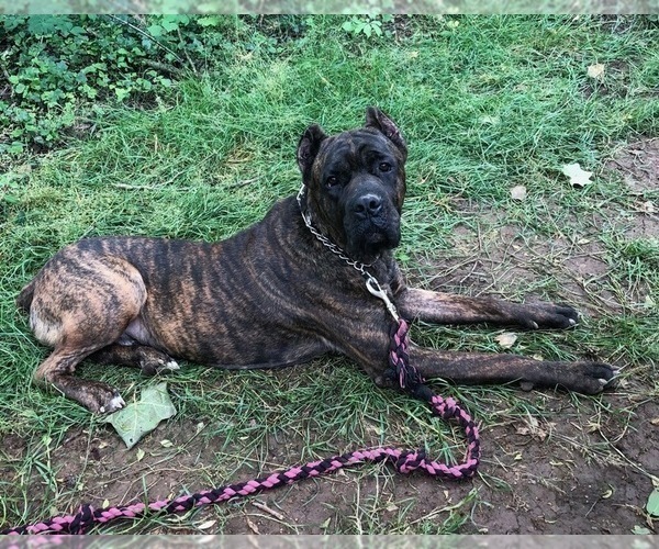 Medium Photo #1 Cane Corso Puppy For Sale in BETHEL, PA, USA