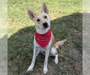 German Shepherd Dog Dogs for adoption in Conroe, TX, USA