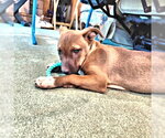 Small #1 Labrador Retriever