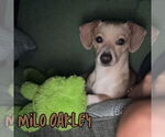 Small #5 Chiweenie