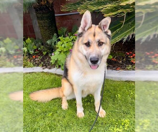 Medium Photo #3 German Shepherd Dog Puppy For Sale in San Diego, CA, USA