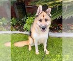 Small #2 German Shepherd Dog