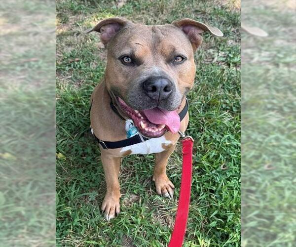 Medium Photo #3 American Pit Bull Terrier Puppy For Sale in Waterford, VA, USA