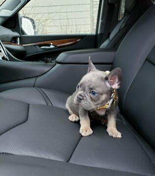 Medium Photo #6 French Bulldog Puppy For Sale in MARYSVILLE, WA, USA