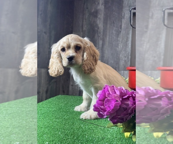Medium Photo #2 Cocker Spaniel Puppy For Sale in CANOGA, NY, USA