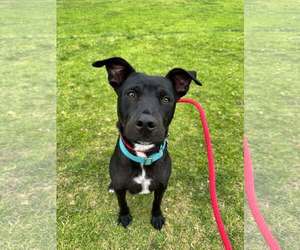 Marilynn - Female Labrador Retriever-Unknown Mix Dog for Adoption - Photo #16