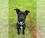Small Photo #16 Labrador Retriever-Unknown Mix Puppy For Sale in San Diego, CA, USA