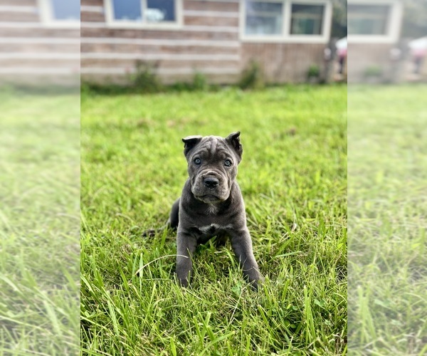 Medium Photo #4 Cane Corso Puppy For Sale in CLARKRANGE, TN, USA