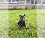 Small #3 Cane Corso