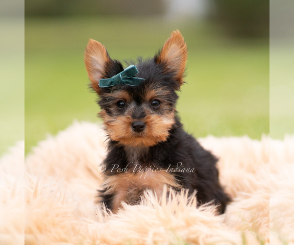 Medium Photo #19 Yorkshire Terrier Puppy For Sale in WARSAW, IN, USA