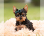Small #2 Yorkshire Terrier