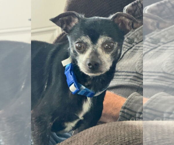 Medium Photo #3 Chihuahua Puppy For Sale in Gloversville, NY, USA