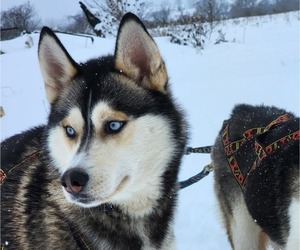 Father of the Siberian Husky puppies born on 01/02/2024