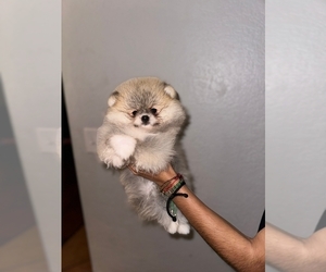 Pomeranian Puppy for sale in STKN, CA, USA