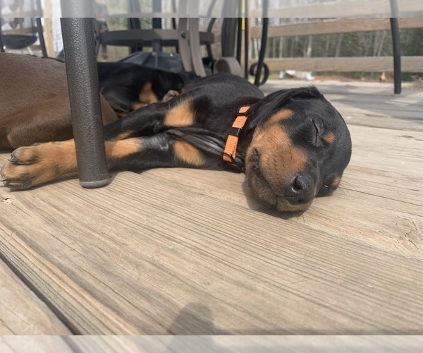 View Ad Doberman Pinscher Litter of Puppies for Sale near Wisconsin