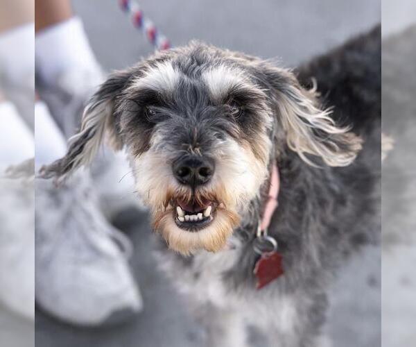 Medium Photo #19 Mutt Puppy For Sale in San Diego, CA, USA