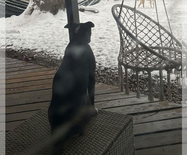 Medium Photo #44 American Pit Bull Terrier-Labrador Retriever Mix Puppy For Sale in OKLAHOMA CITY, OK, USA