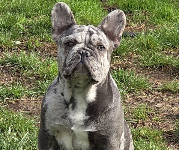 Medium Photo #1 French Bulldog Puppy For Sale in SPRINGFIELD, OR, USA
