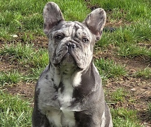 French Bulldog Puppy for sale in SPRINGFIELD, OR, USA