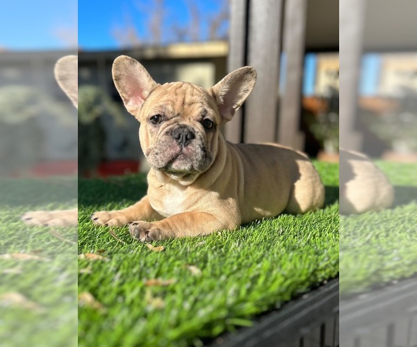 Medium Photo #4 French Bulldog Puppy For Sale in SAN JOSE, CA, USA