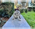 Small Photo #170 French Bulldog Puppy For Sale in HAYWARD, CA, USA