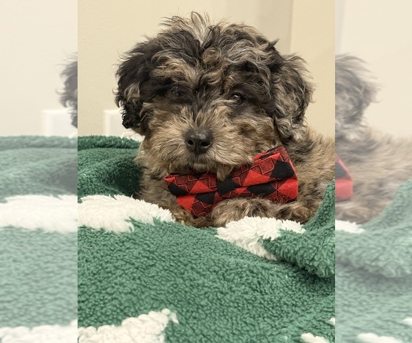 Medium Photo #4 Poodle (Miniature) Puppy For Sale in CENTRALIA, IL, USA