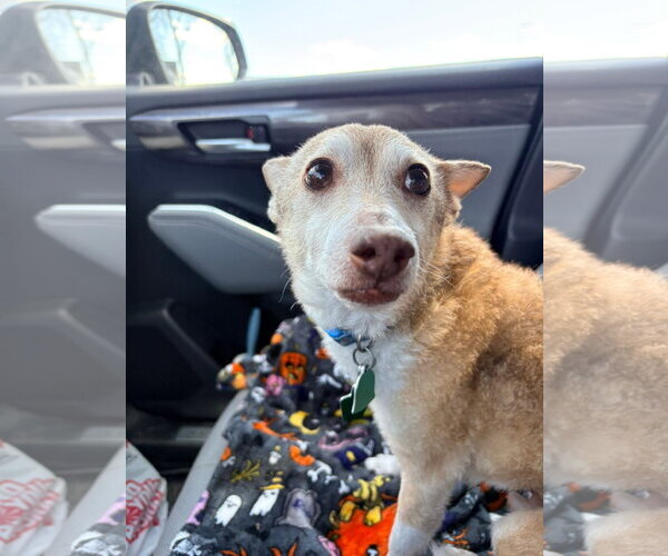 Medium Photo #2 Chihuahua-Unknown Mix Puppy For Sale in New London, WI, USA