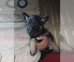 Small #1 German Shepherd Dog